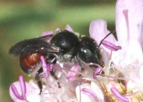 Réf. 107 559 : Osmia andrenoides