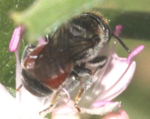 Réf. 107 560 : Osmia andrenoides