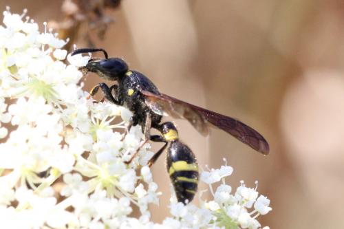 Discoelius dufourii