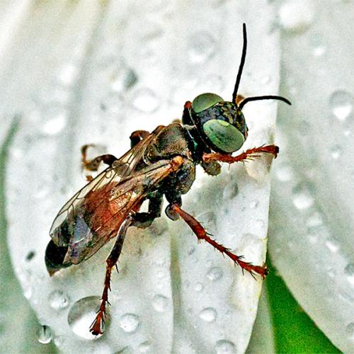 Réf. 107 150 : Tachysphex panzeri