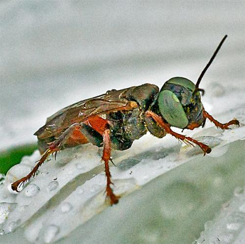 Réf. 107 191 : Tachysphex panzeri