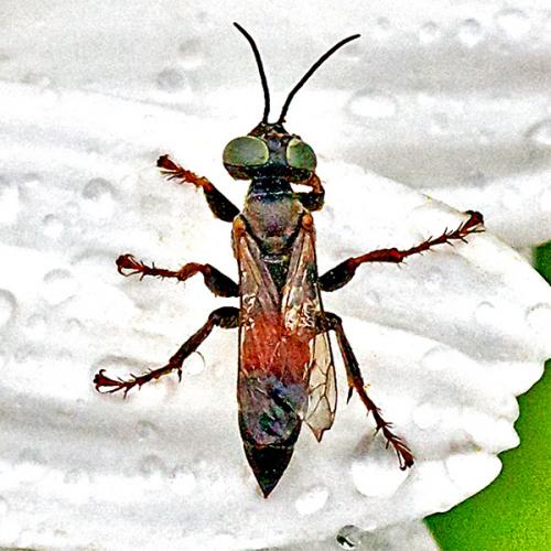 Réf. 107 192 : Tachysphex panzeri