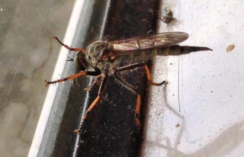 Réf. 107 513 : Neomochtherus geniculatus