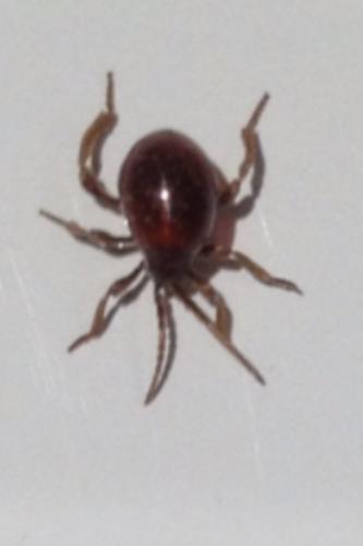 Réf. 107 053 : Gibbium sp.