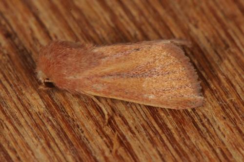 Réf. 107 500 : Denticucullus pygmina