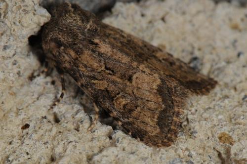 Luperina testacea