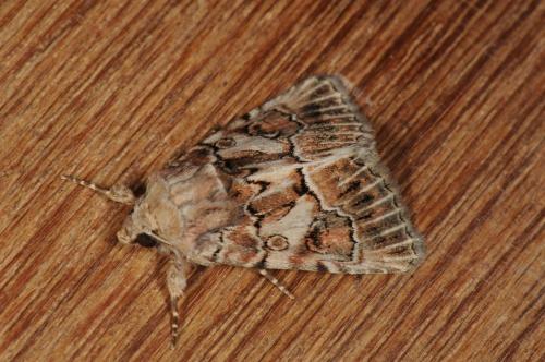 Réf. 107 552 : Thalpophila matura