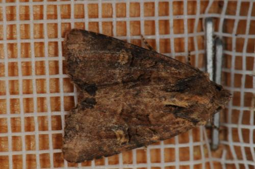 Réf. 107 803 : Mesapamea secalis