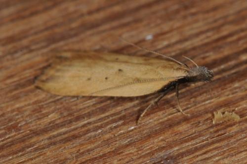 Dichomeris limosella