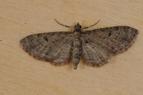 Réf. 107 825 : Eupithecia subfuscata