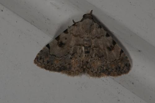 Réf. 107 919 : Metachrostis velox