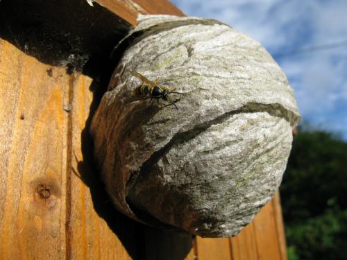 Réf. 107 678 : Dolichovespula saxonica