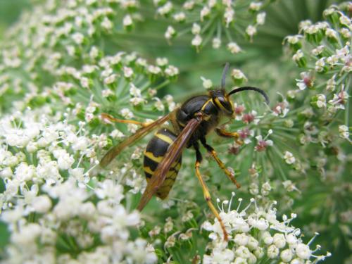 Dolichovespula media