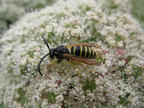 Réf. 107 673 : Dolichovespula omissa
