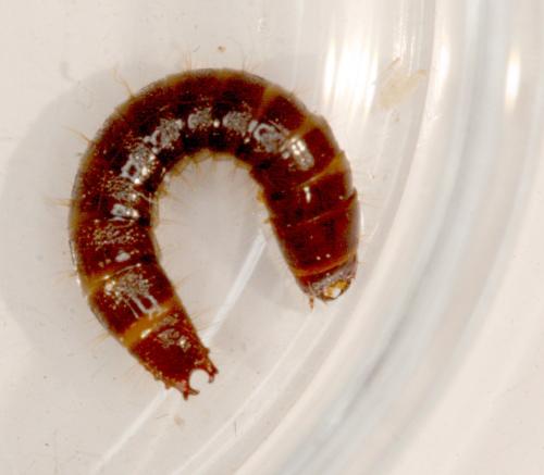 Stenagostus rhombeus