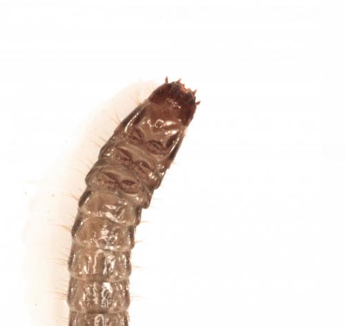 Réf. 107 573 : Stenagostus rhombeus