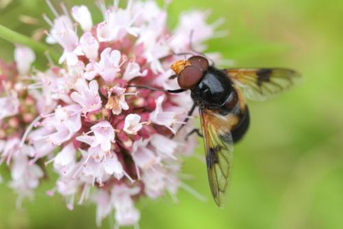 Volucella pellucens