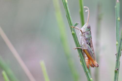 Réf. 107 189 : Stenobothrus nigromaculatus nigromaculatus