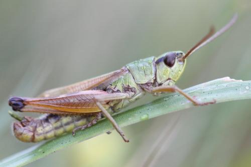 Réf. 107 616 : Pseudochorthippus parallelus