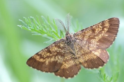 Ematurga atomaria