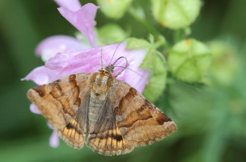 Réf. 107 726 : Euclidia glyphica