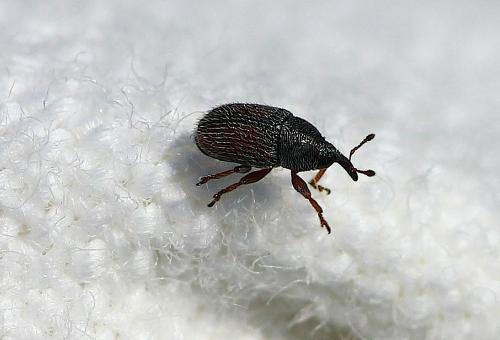 Réf. 107 060 : Mecinus sp.