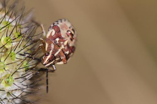Carpocoris sp.