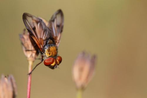 Ectophasia crassipennis