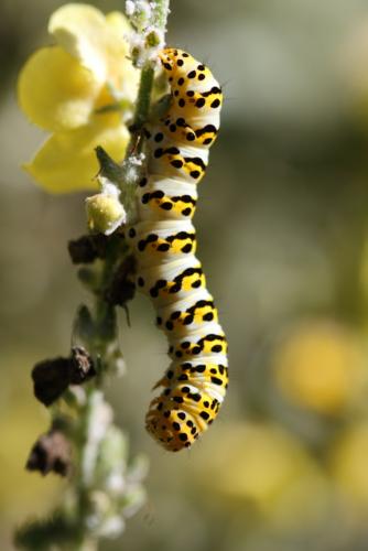 Réf. 107 859 : Cucullia lychnitis