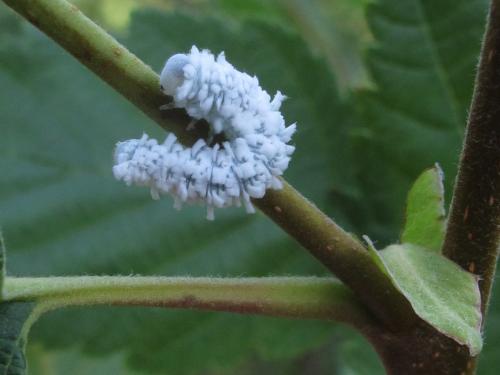 Réf. 107 445 : Eriocampa ovata