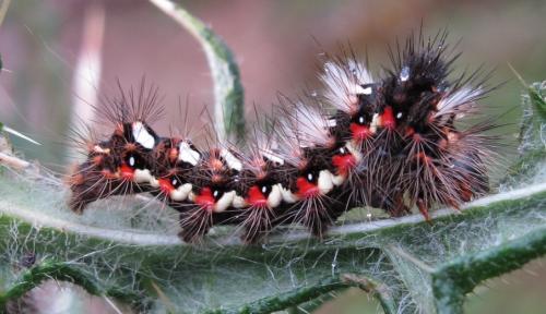 Acronicta rumicis