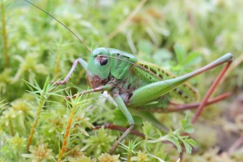 Réf. 107 946 : Decticus verrucivorus verrucivorus