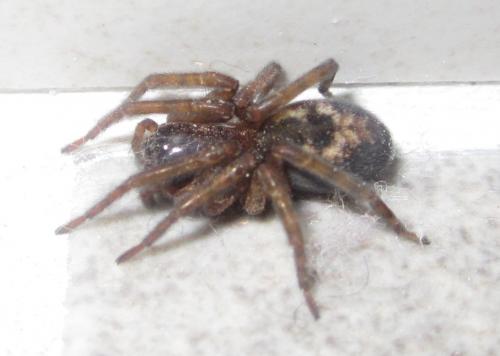 Amaurobius sp.