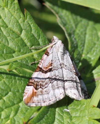 Réf. 107 130 : Aplocera praeformata