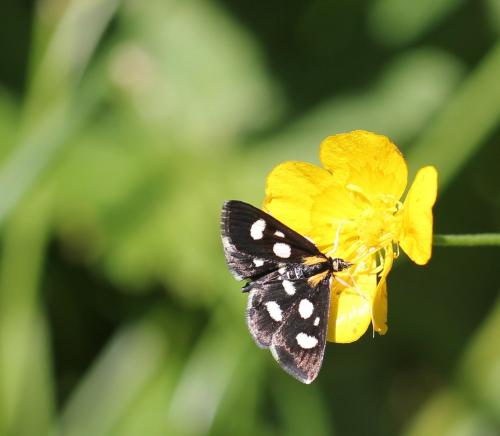 Réf. 107 039 : Anania funebris