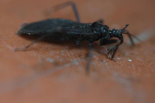 Reduvius personatus