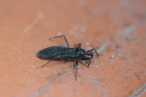 Reduvius personatus