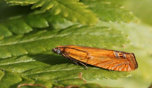 Lathronympha strigana