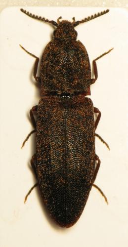 Réf. 107 427 : Lacon lepidopterus
