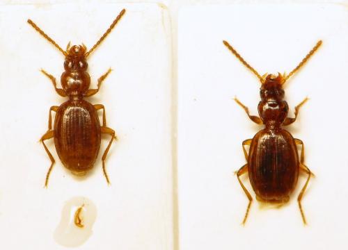 Réf. 107 735 : Trechus abeillei