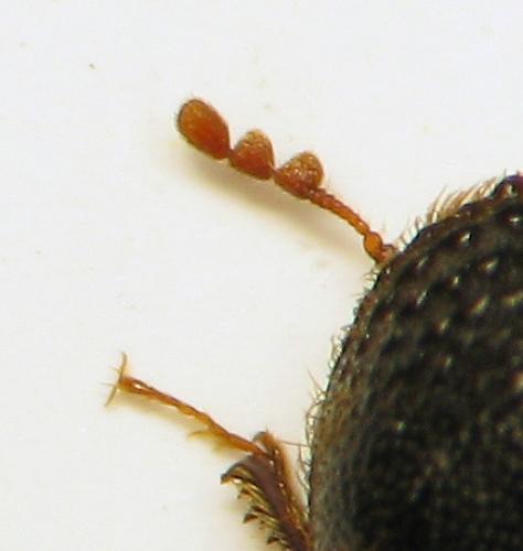 Réf. 107 748 : Dinoderus japonicus
