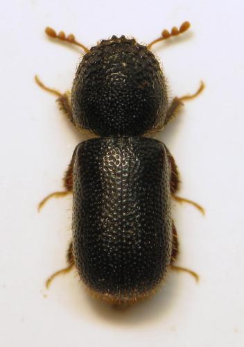 Réf. 107 747 : Dinoderus japonicus
