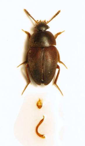 Sciodrepoides fumatus
