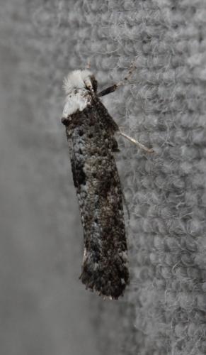 Paraswammerdamia albicapitella