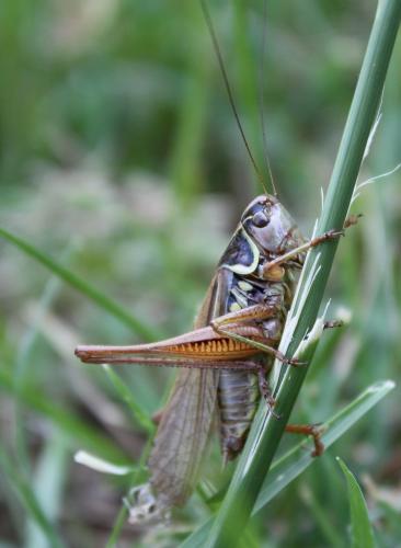 Roeseliana roeselii