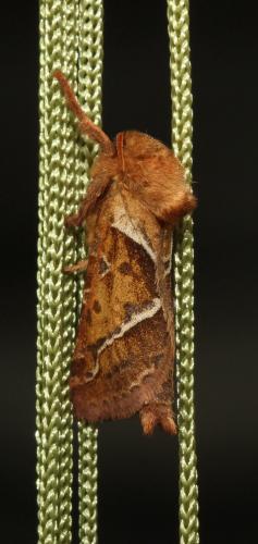 Réf. 107 212 : Triodia sylvina