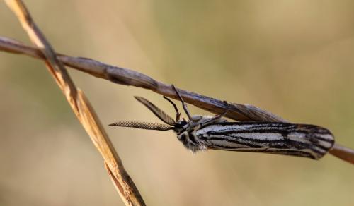 Réf. 107 562 : Coscinia striata