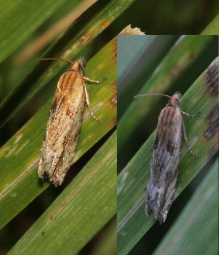 Eucosma sp.