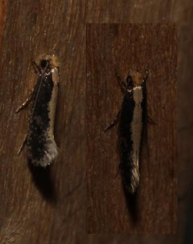 Monopis sp.