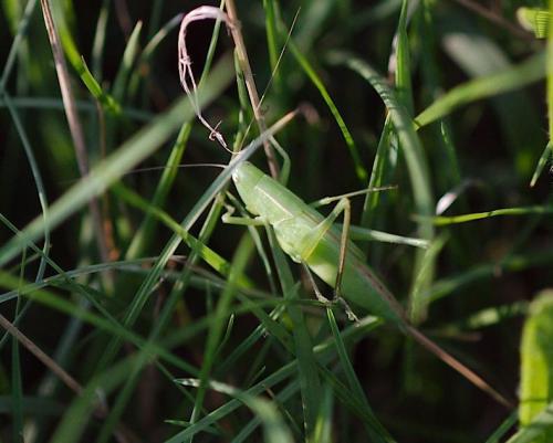 Réf. 107 976 : Ruspolia nitidula